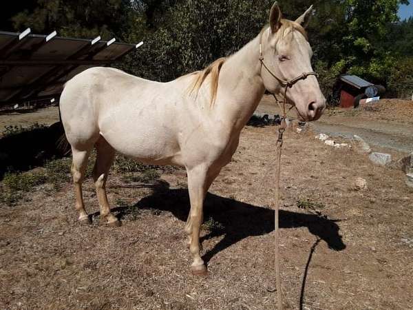 perlino-appaloosa-colt