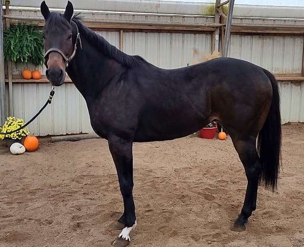 all-around-thoroughbred-horse