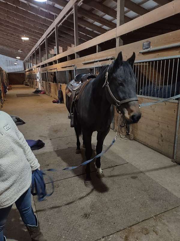 athletic-thoroughbred-horse
