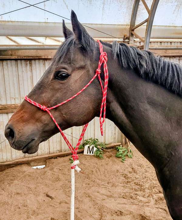 barrel-thoroughbred-horse