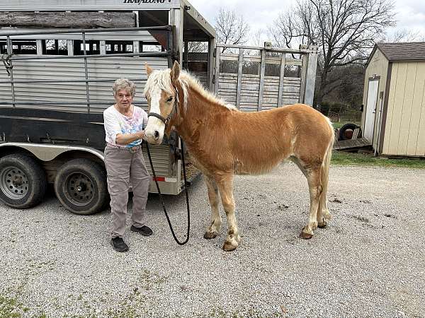 palomino-blaze-horse