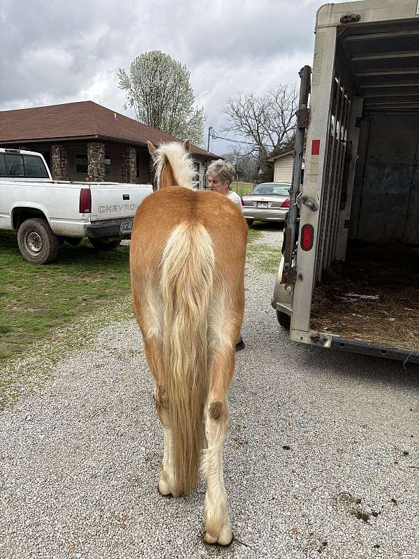 breeding-haflinger-horse