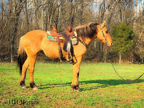 native-costume-fjord-horse