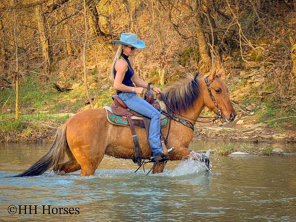 show-expe-fjord-horse