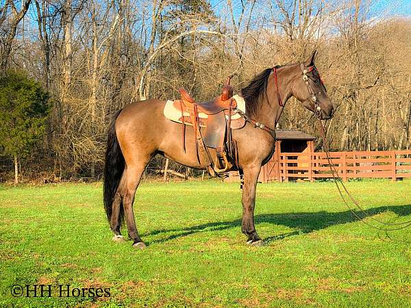 all-around-friesian-horse
