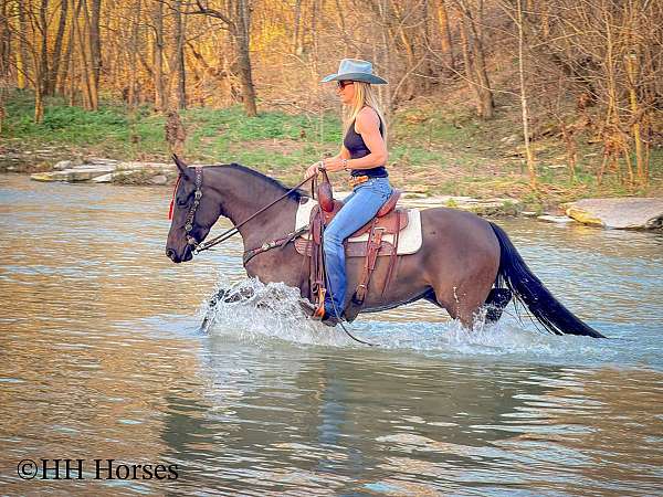 drill-team-friesian-horse