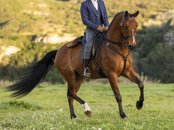 bay-lusitano-gelding-stallion