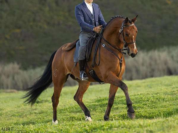 basic-level-gelding-stallion