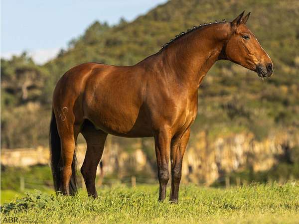 classical-gelding-stallion
