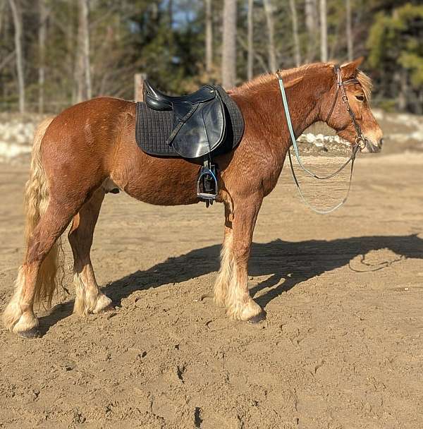 chestnut-white-spots-on-upper-right-hind-near-stifle-horse