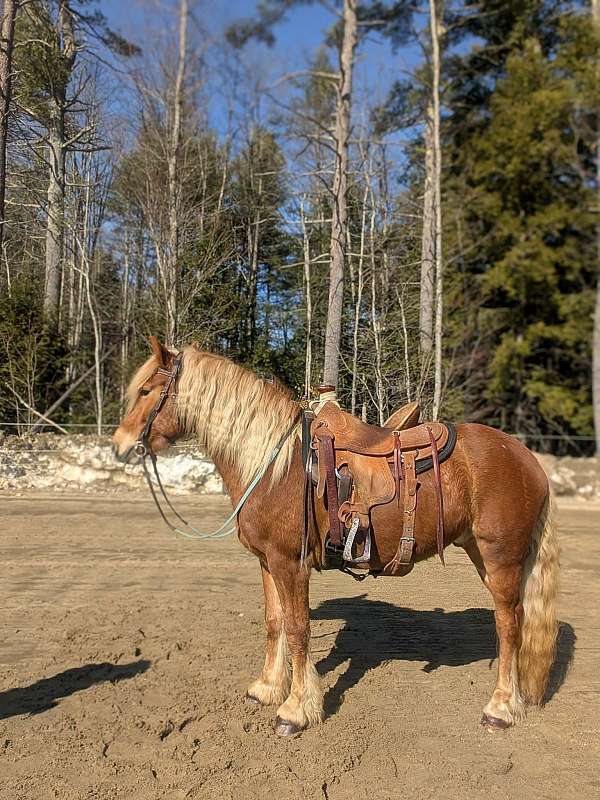 cow-haflinger-horse