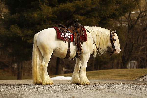 palomino-horse