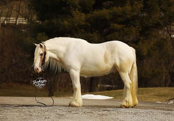 tobiano-palomino-horse