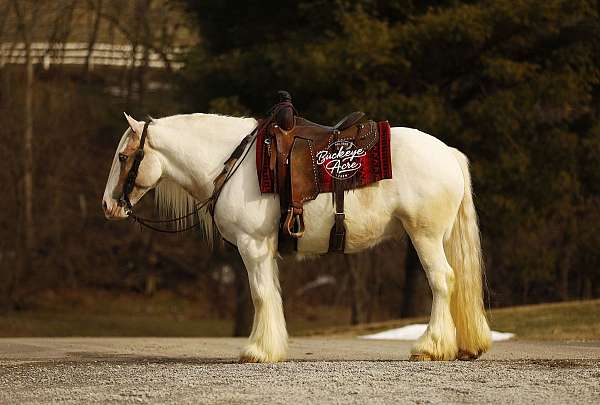 all-around-gypsy-vanner-horse