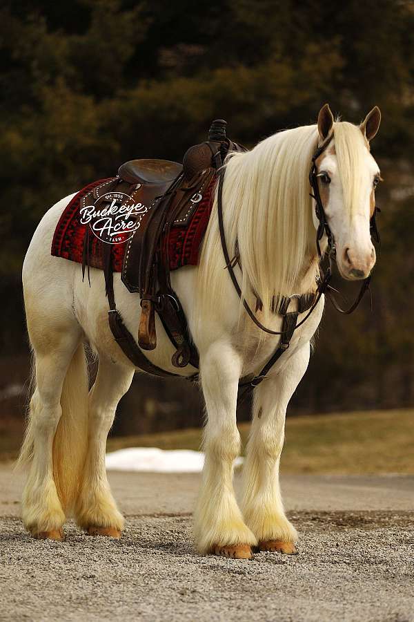 athletic-gypsy-vanner-horse