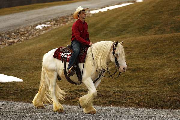 blue-eyed-gypsy-vanner-horse