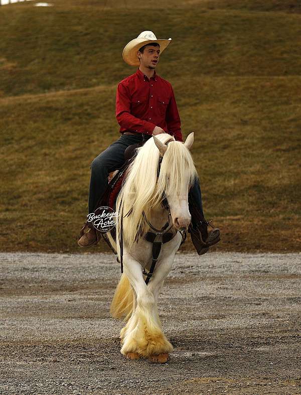 companion-gypsy-vanner-horse