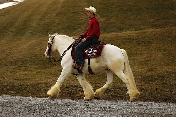 driving-gypsy-vanner-horse