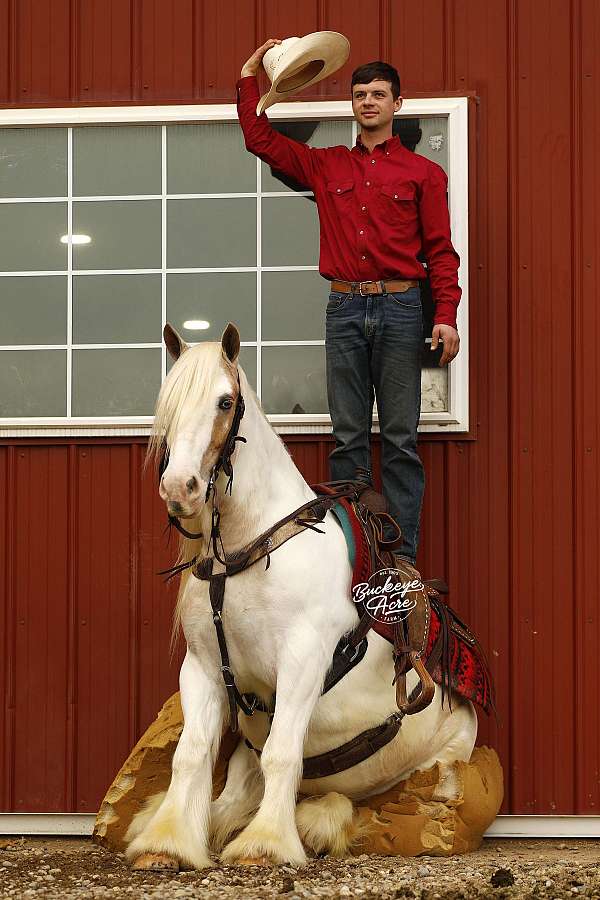 flashy-gypsy-vanner-horse