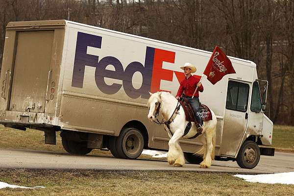 husband-safe-gypsy-vanner-horse
