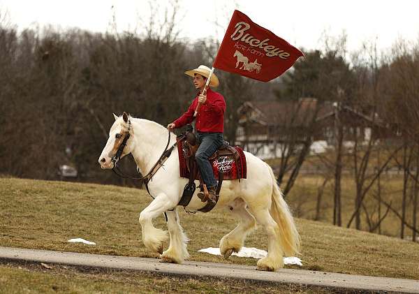 kid-safe-gypsy-vanner-horse