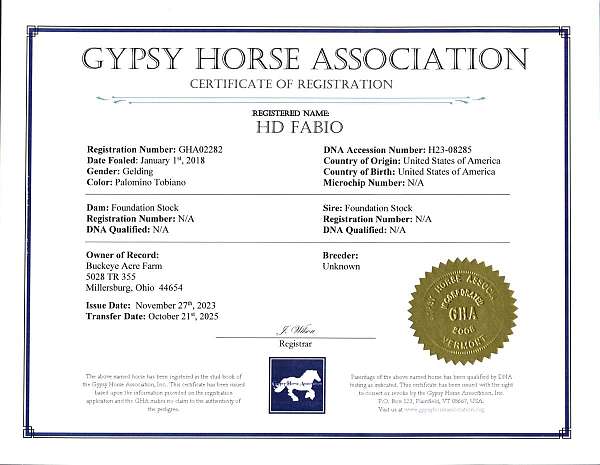 ridden-western-gypsy-vanner-horse