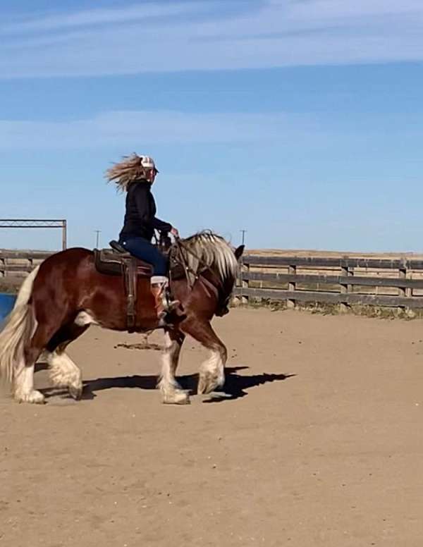 silb-ghra-gelding