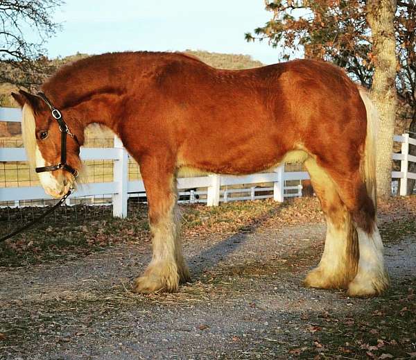 silb-gypsy-vanner-gelding