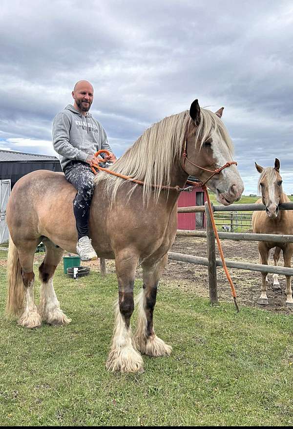 silb-ghra-horse