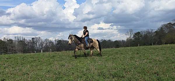 traine-tennessee-walking-horse