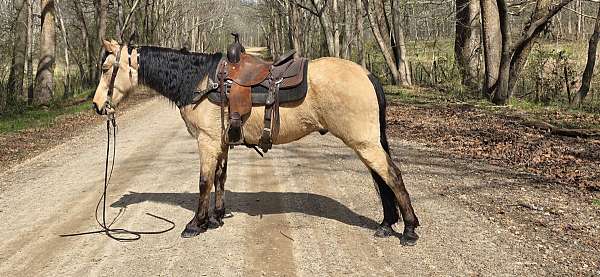 see-pictures-horse