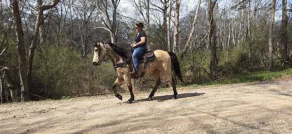 buckskin-see-pictures-horse