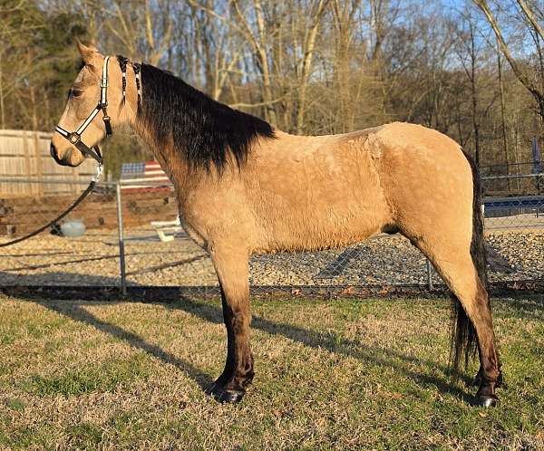 gaited-horse-tennessee-walking