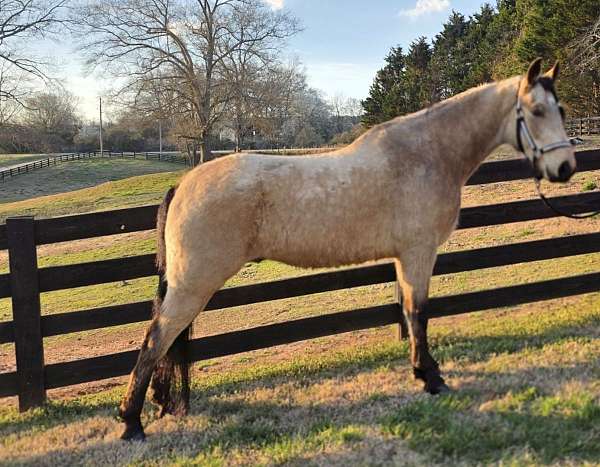 trail-gaited-horse-tennessee-walking
