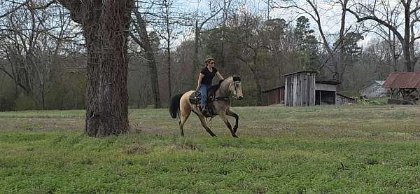 show-horse-tennessee-walking