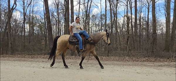 trained-gaited-horse-tennessee-walking