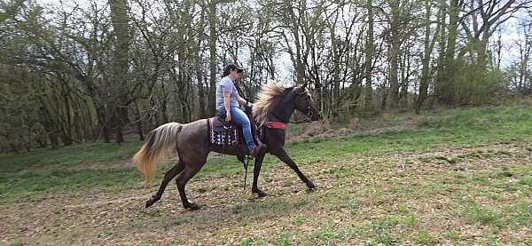 trail-gaited-horse-rocky-mountain