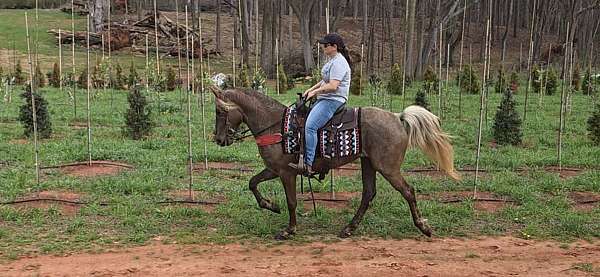 trained-gaited-horse-rocky-mountain