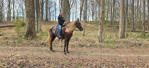 trained-gaited-horse-mare
