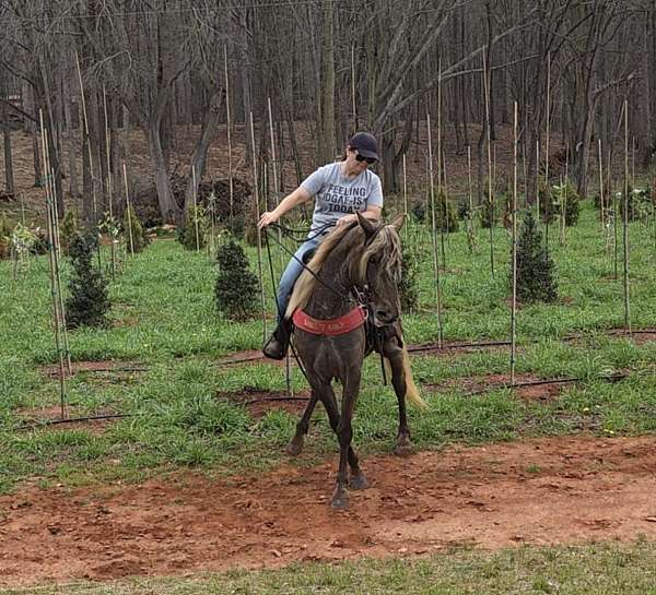 see-pictures-horse