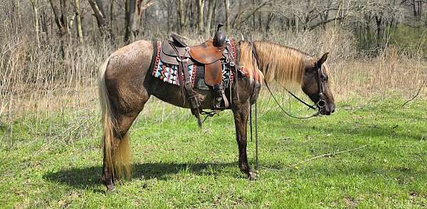 chocolate-see-pictures-horse