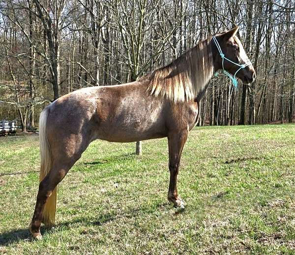 gaited-horse-rocky-mountain