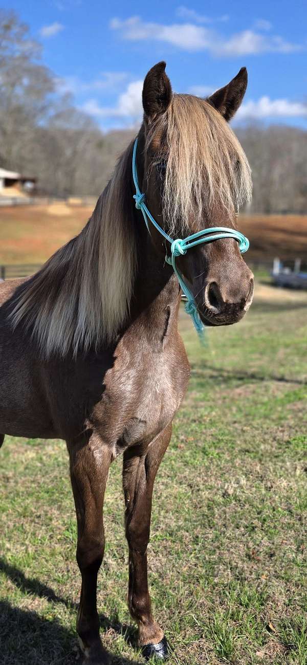 family-horse-rocky-mountain