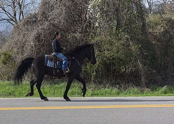 fox-trotter-kentucky-mountain-horse
