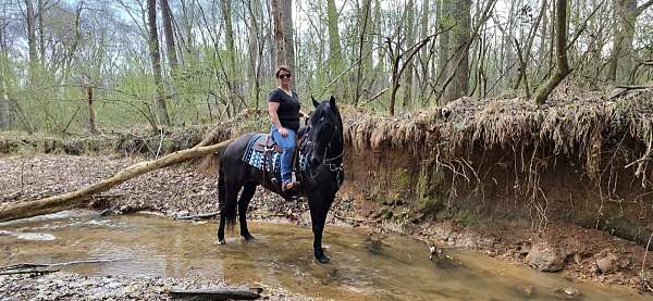 see-pictures-horse