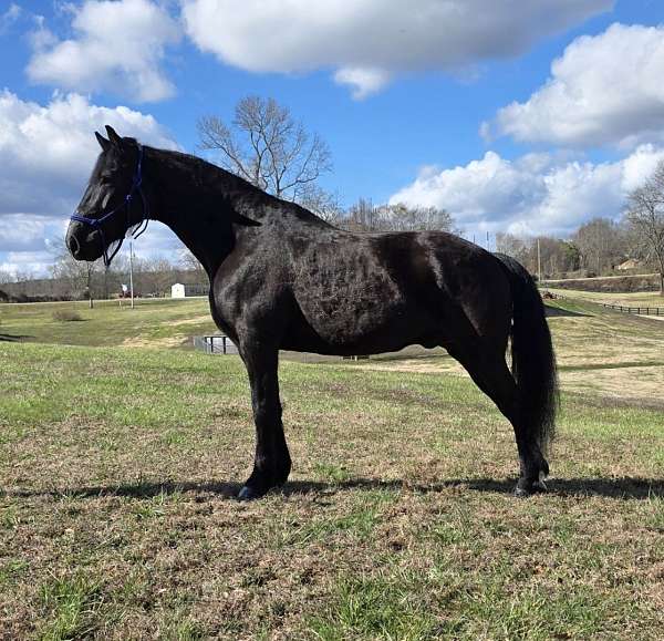 black-see-pictures-horse