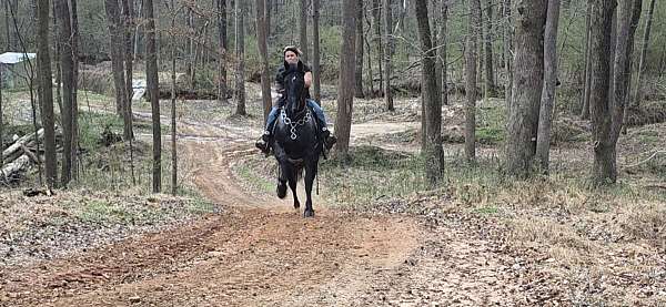 gaited-horse-kentucky-mountain