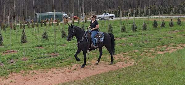 trail-gaited-horse-kentucky-mountain