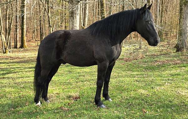 husband-safe-horse-kentucky-mountain