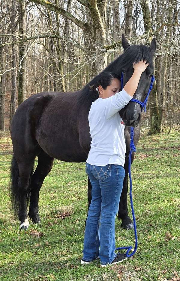 trained-gaited-horse-kentucky-mountain